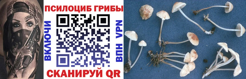 blacksprut вход  Ковдор  Псилоцибиновые грибы MAGIC MUSHROOMS 